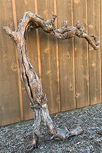 A Pinot Noir Vine removed from our vineyard after taking a hit from our tractor