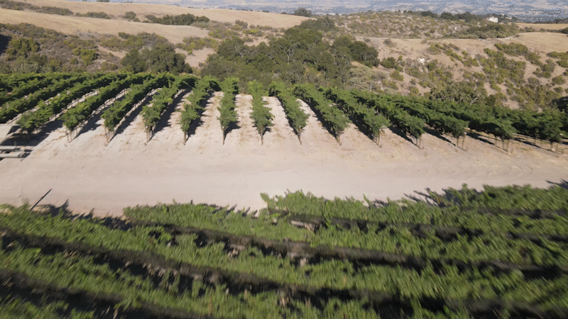 Mountainside shot of the TNN Vineyard