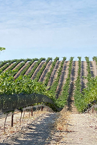 Rows of vines in TNN Vineyard