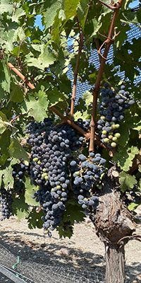 Cabernet Sauvignon Planted in TNN Vineyard