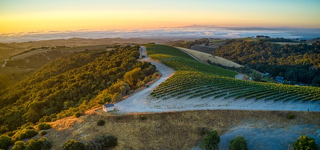 Viking Estate Vineyard