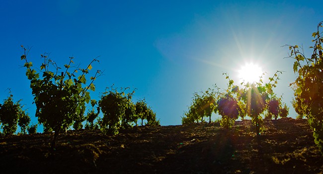 Our Estate Vineyards