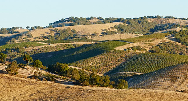 Anna's Estate Vineyard