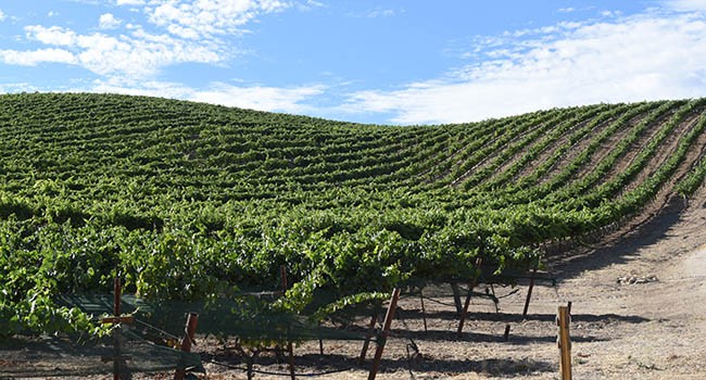 Historic HMR Vineyard