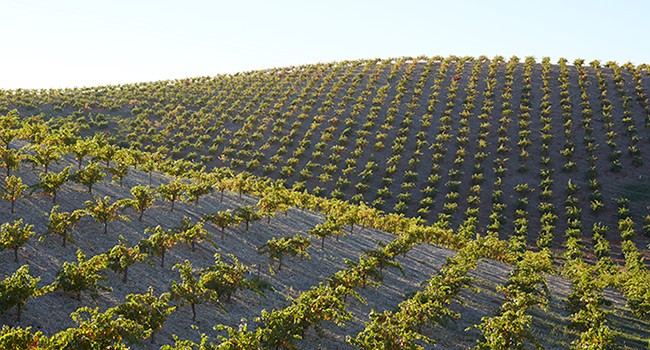 Michael's Estate Vineyard