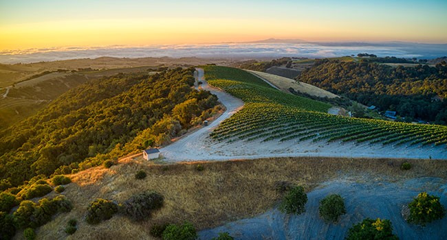 Viking Estate Vineyard