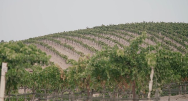 Estate Vineyards