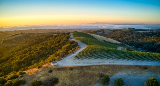 Our Vineyards